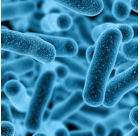 Bifidobacteria