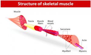 muscletissue