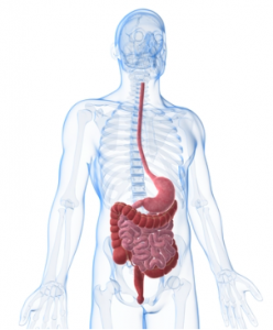 digestivesystem
