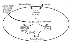 mTOR pathway