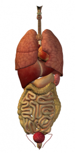 digestion