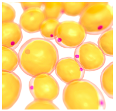 lipolysis
