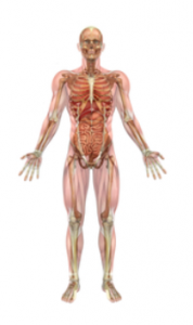 anatomy diagram
