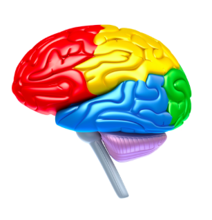 colorbrain