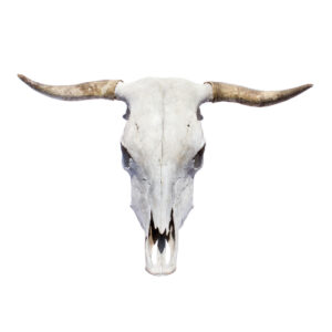 Bull Skull