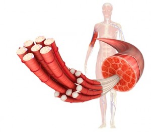 Muscle Fiber
