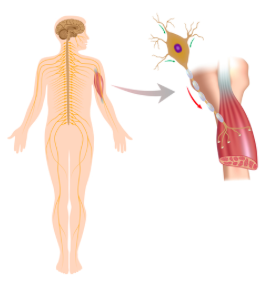 MuscleContraction