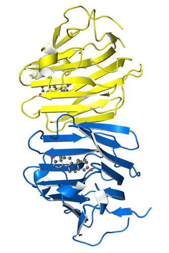 sex hormone binding globulin - 3D structure