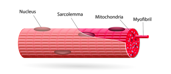Myofibrillar vs. Sarcoplasmic Hypertrophy: Two Ways to Grow ...
