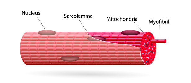 muscle fiber anatomy