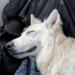 Profile picture of Austin Bitzas