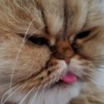 Profile picture of CULLEN TAYLOR